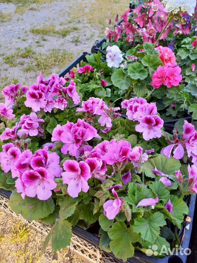 Петуния и другие цветы