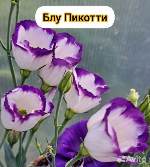 Домашние семена эустомы