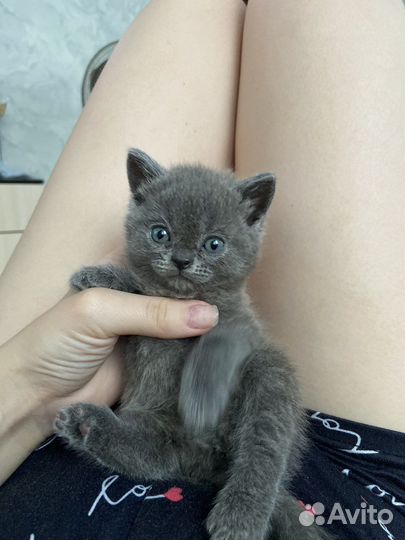 Шотландские котята
