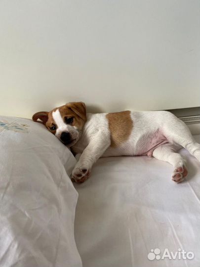 Джек Рассел терьер