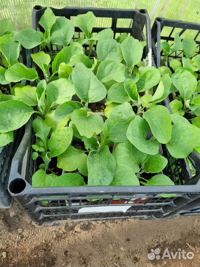 Продам рассаду