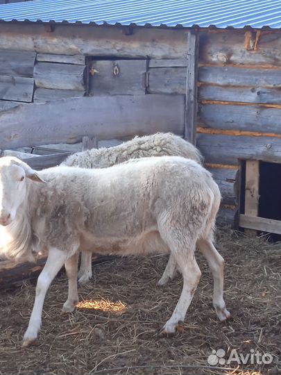 Овцы бараны катумские