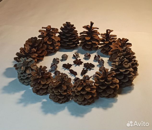 Шишки крымской сосны, кипариса,коробочки аниса