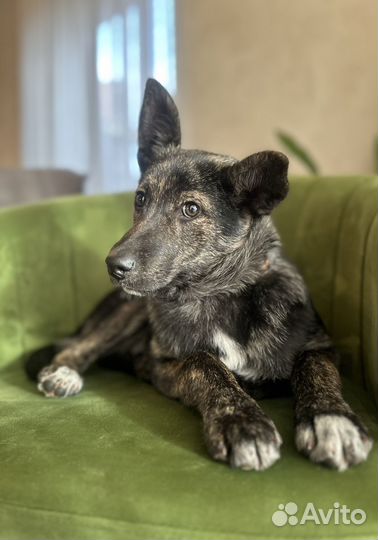 Щенок в добрые руки бесплатно