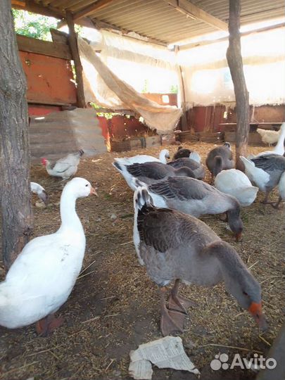 Гусята подрощенные