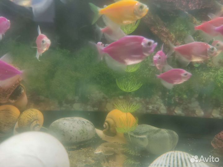 Рыбки тернеция