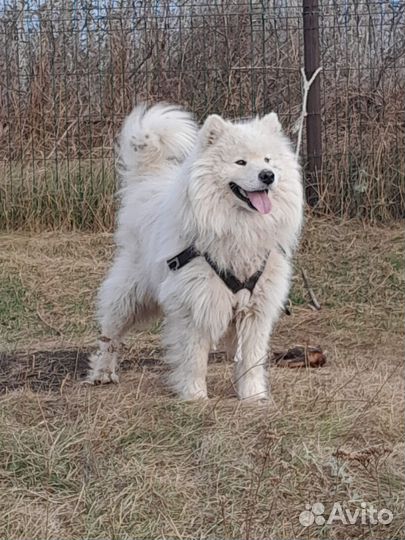 Самоедская лайка. Уместен торг