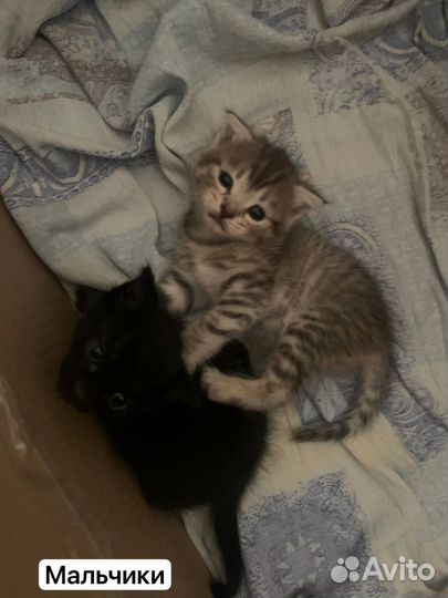 Шотландские котята