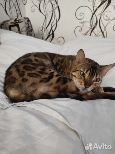 Бенгальская кошка