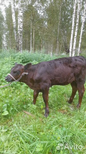 Телочки, катумские баранчики, корова