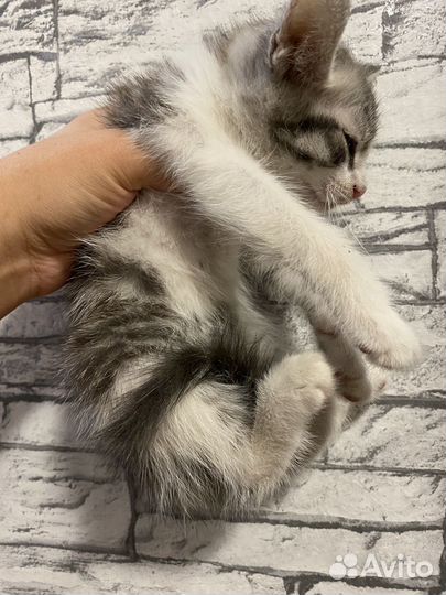 Котенок мальчик бесплатно