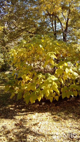 Саженцы декоративных пород
