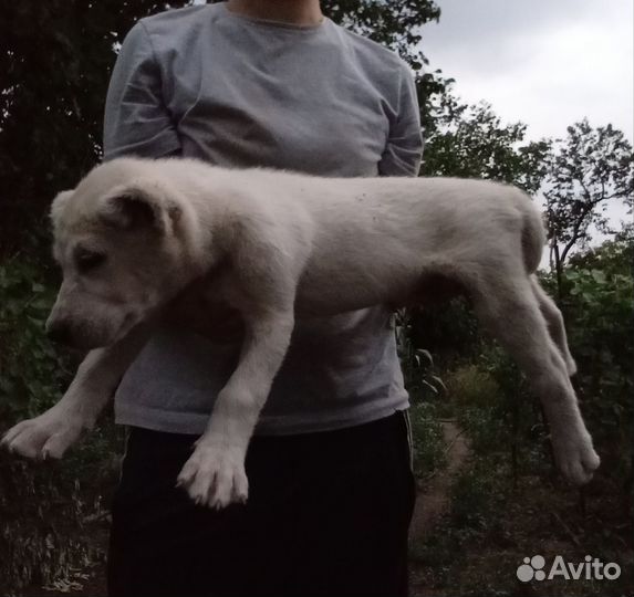 Среднеазиатская овчарка