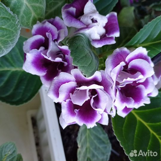 Глоксиния лист