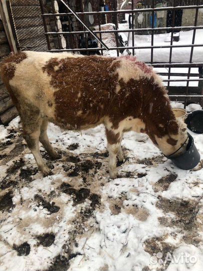 Телка телочка