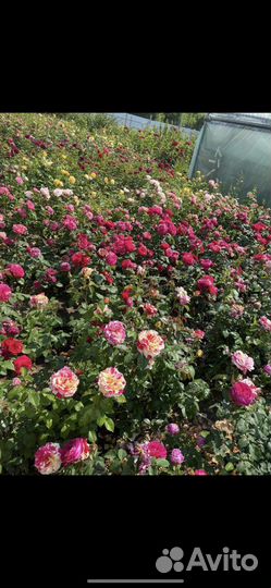 Кустовые розы оптом