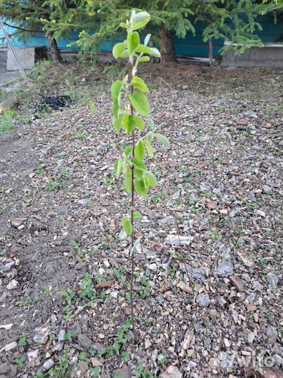 Саженцы черной смородины, вишни, ирги