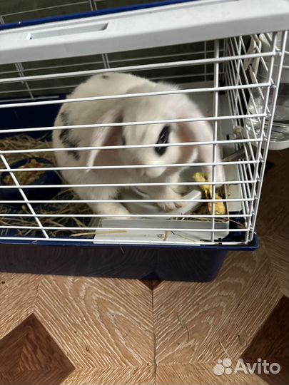 Кролики породы баран вместе с клеткой