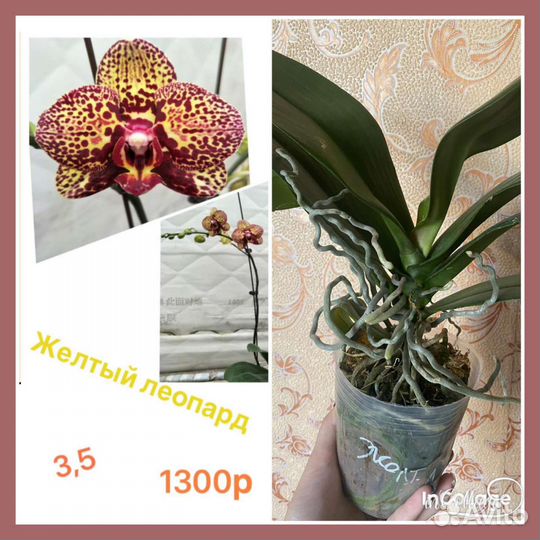 Орхидея фаленопсис бабочка, биглип, арома