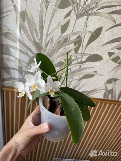 Орхидея фаленопсис мини