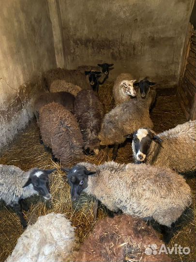 Овцы бараны ягнята