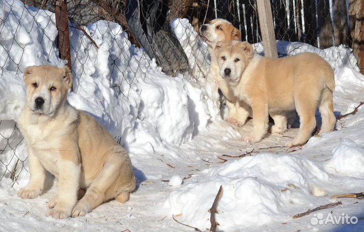 Девочки сао