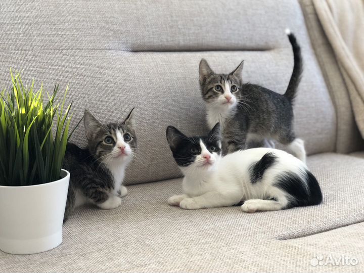 Котята мальчики 2 месяца