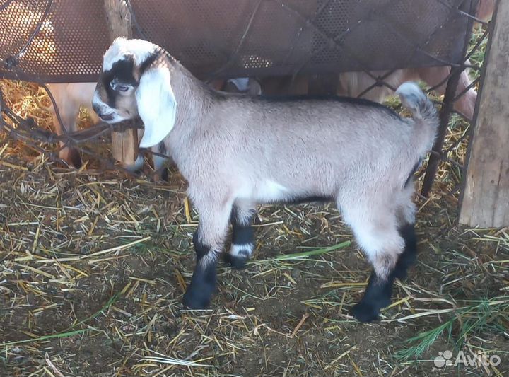 Козлик камори нубийский