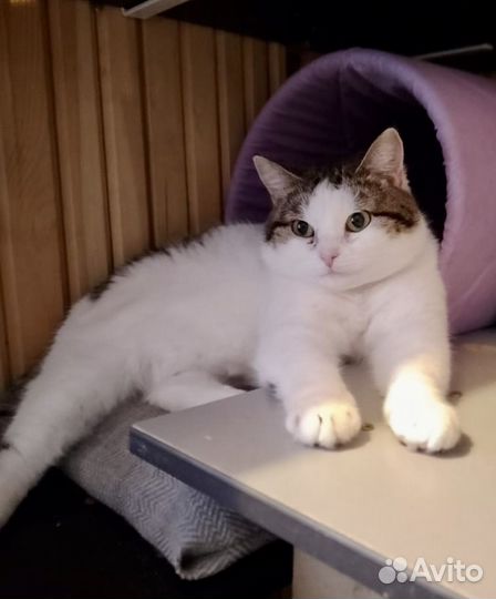 Милая кошечка