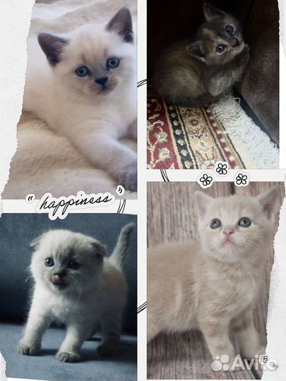 Котята в добрые руки