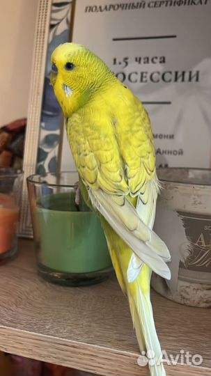 Попугай чех, волнистый попугайчик