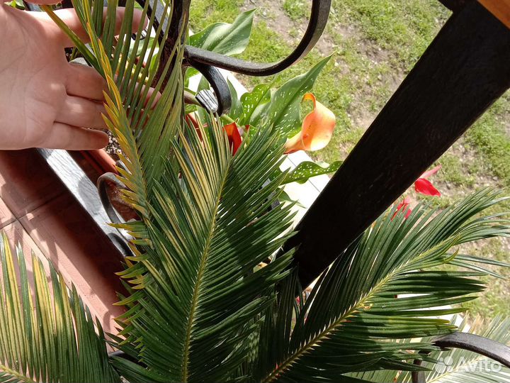 Пальма цикас Революта