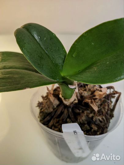 Орхидея фаленопсис MCL-161 Mituo Diamond cluster