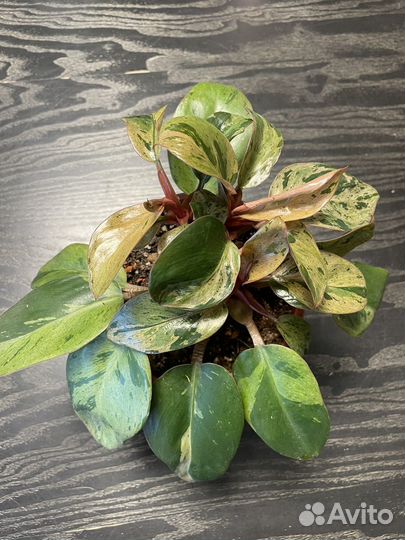 Филодендрон Congo red dwarf var