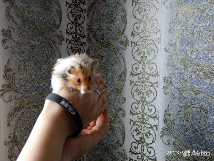 Сирийский хомяк