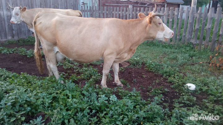 Корова дойная