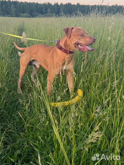 Питбуль в добрые руки