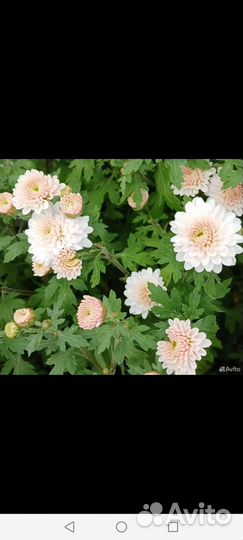 Хризантема мультфильма, черенки