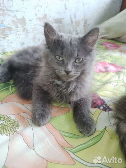 Сибирская кошка