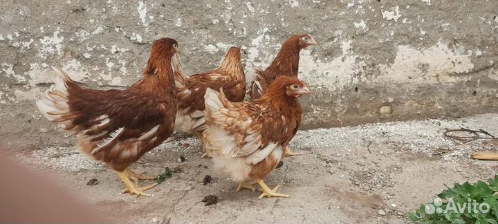 Куры молодки несушки