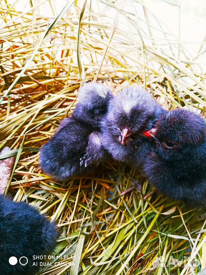 Цыплята брама домашние и падуаны