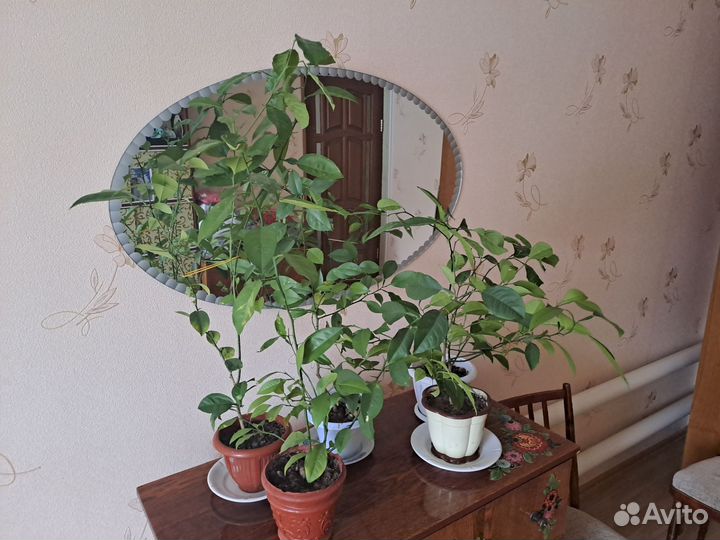 Саженцы апельсина