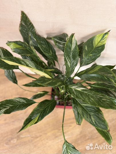 Спатифиллум даймонд