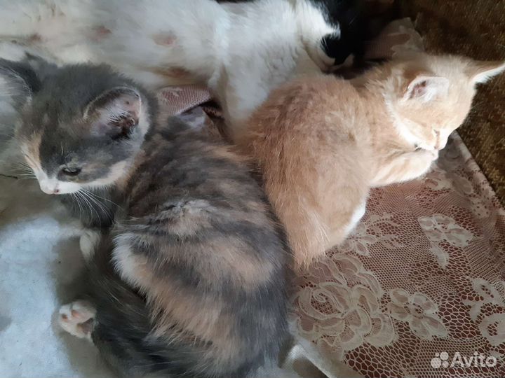 Котята в добрые руки