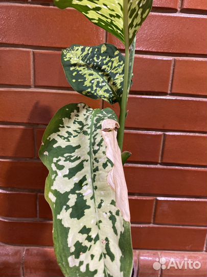 Диффенбахия читта