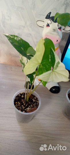Сингониум imperial white
