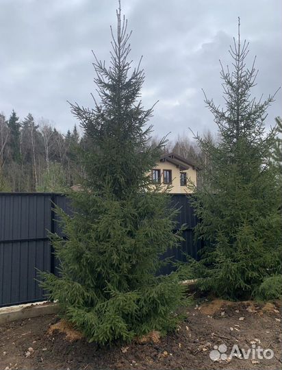 Саженцы ели из питомника