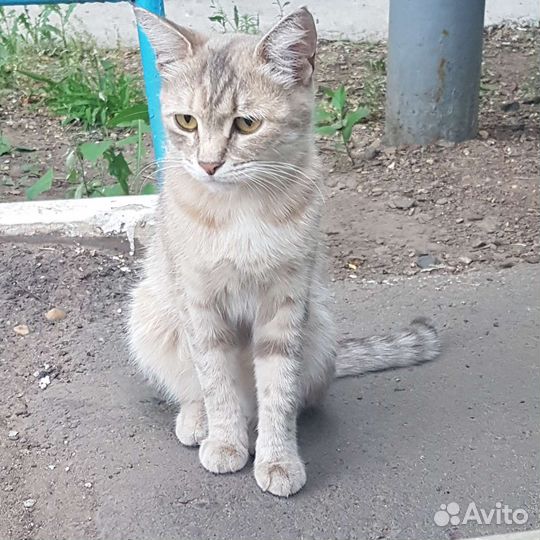 Кошка