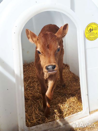 Телята (бычки молочники)