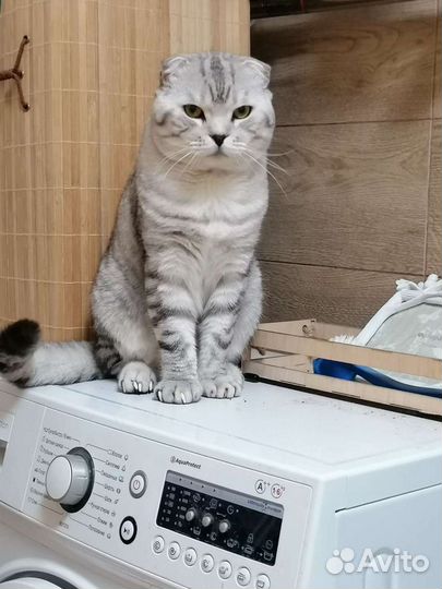 Вязка кот шотландская шиншилла